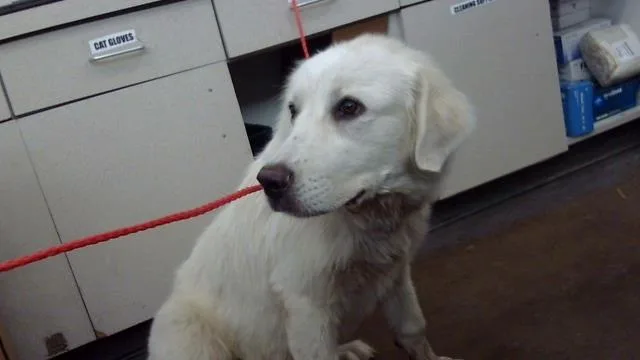A baby large-sized female Mixed Breed dog named Faith for adoption in Dallas, TX
