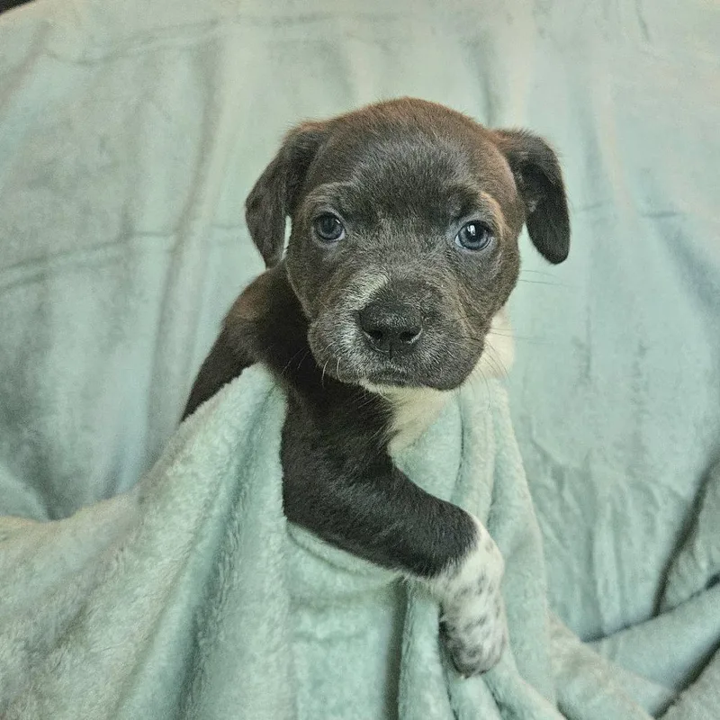 A baby medium-sized female Gray / Blue / Silver Labrador Retriever dog named Goldieloxx Pup Millie for adoption in Fairfax Station, VA