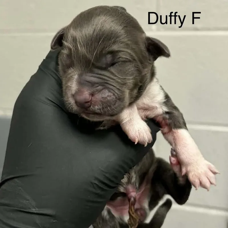 Goldieloxx Pup Millie thumbnail 2