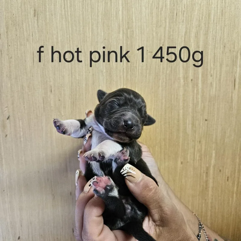 Goldieloxx Pup Millie thumbnail 3