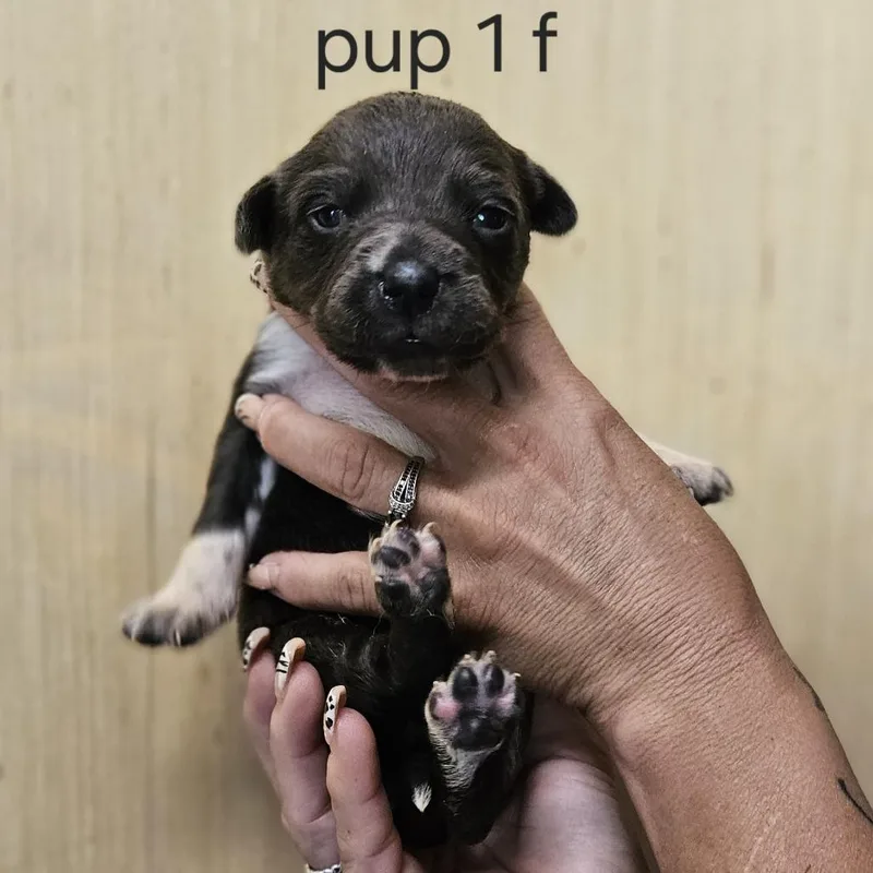 Goldieloxx Pup Millie thumbnail 4