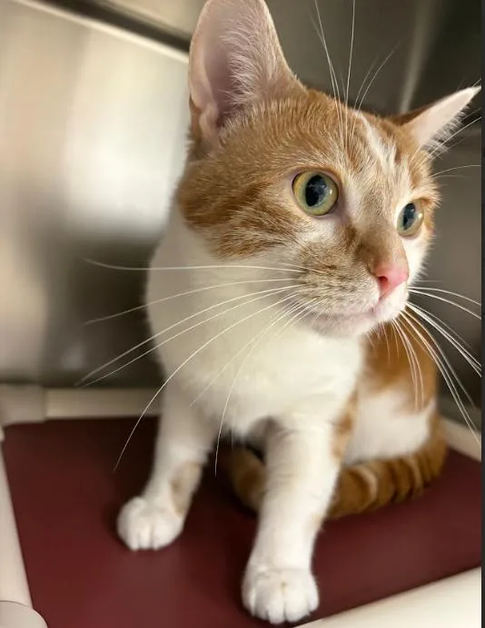 An adult medium-sized male Orange & White Domestic Short Hair cat named Canelo for adoption in Little Falls, MN