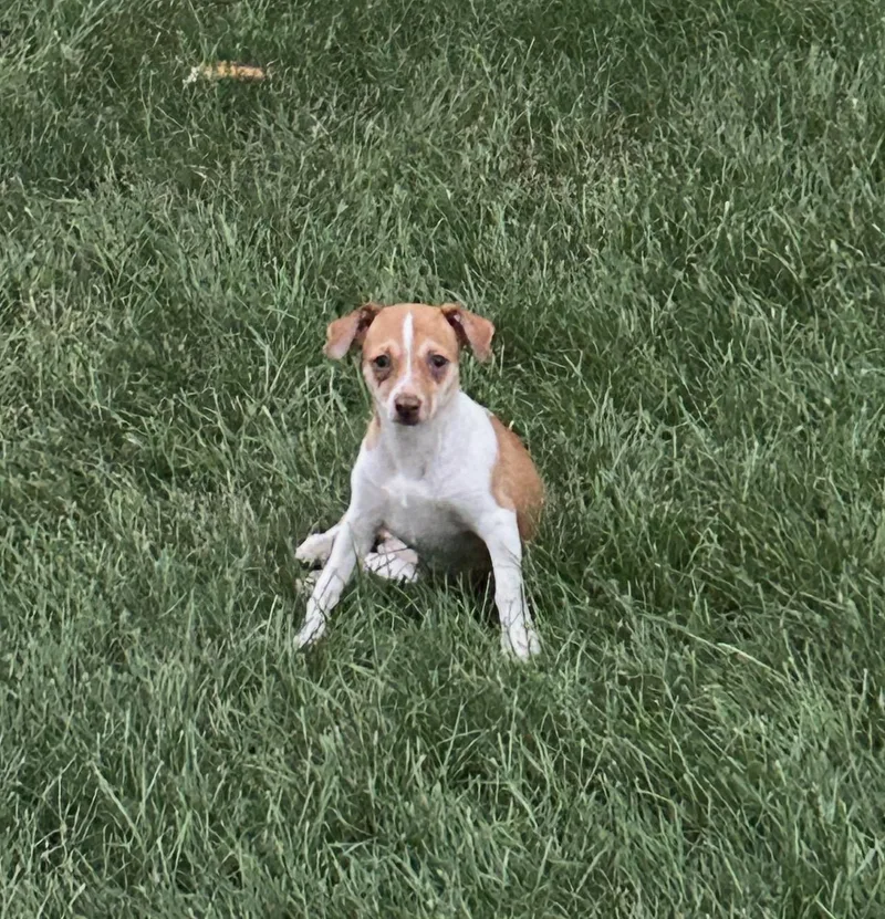 Nova  Lbs thumbnail 3