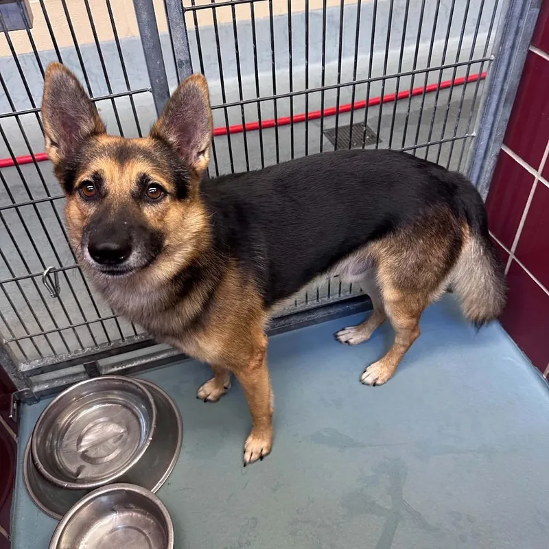 An adult medium-sized male German Shepherd Dog dog named Kevin for adoption in Stephens City, VA