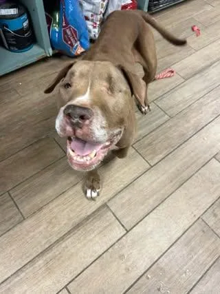 A senior medium-sized male Pit Bull Terrier dog named Hayes for adoption in Rowlett, TX