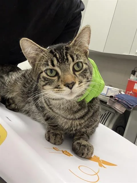 A young small-sized male Domestic Short Hair cat named Mint for adoption in Indianapolis, IN