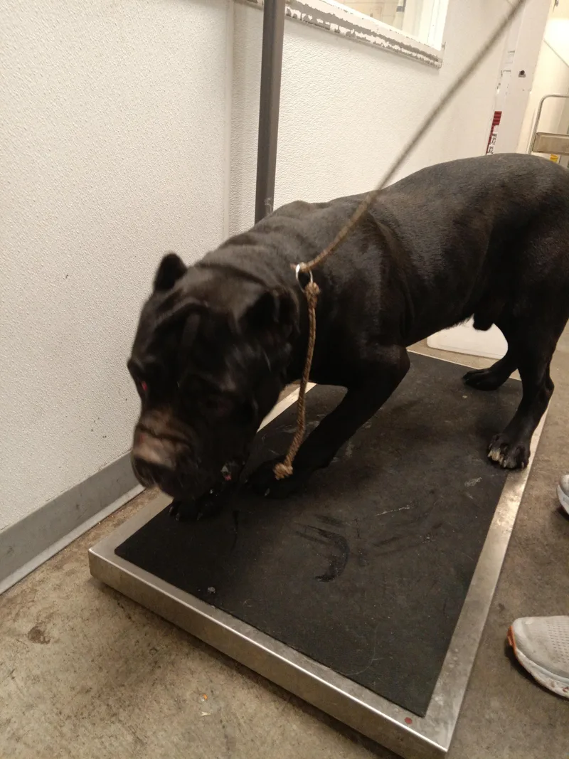 A young extra large-sized male Cane Corso dog named Natural for adoption in Los Angeles, CA