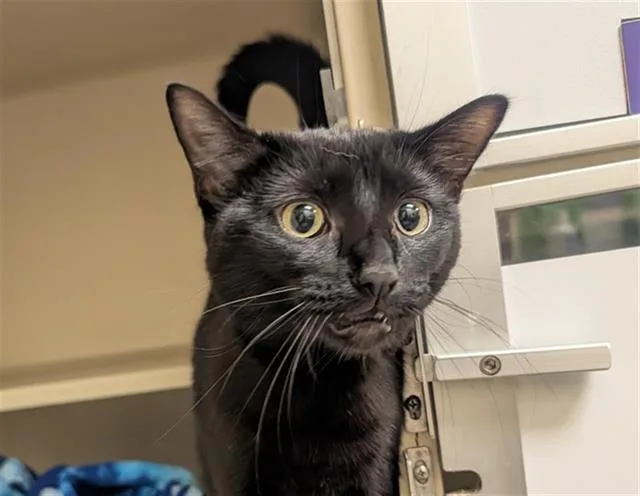 A young small-sized female Domestic Short Hair cat named The British Are Coming for adoption in Denver, CO