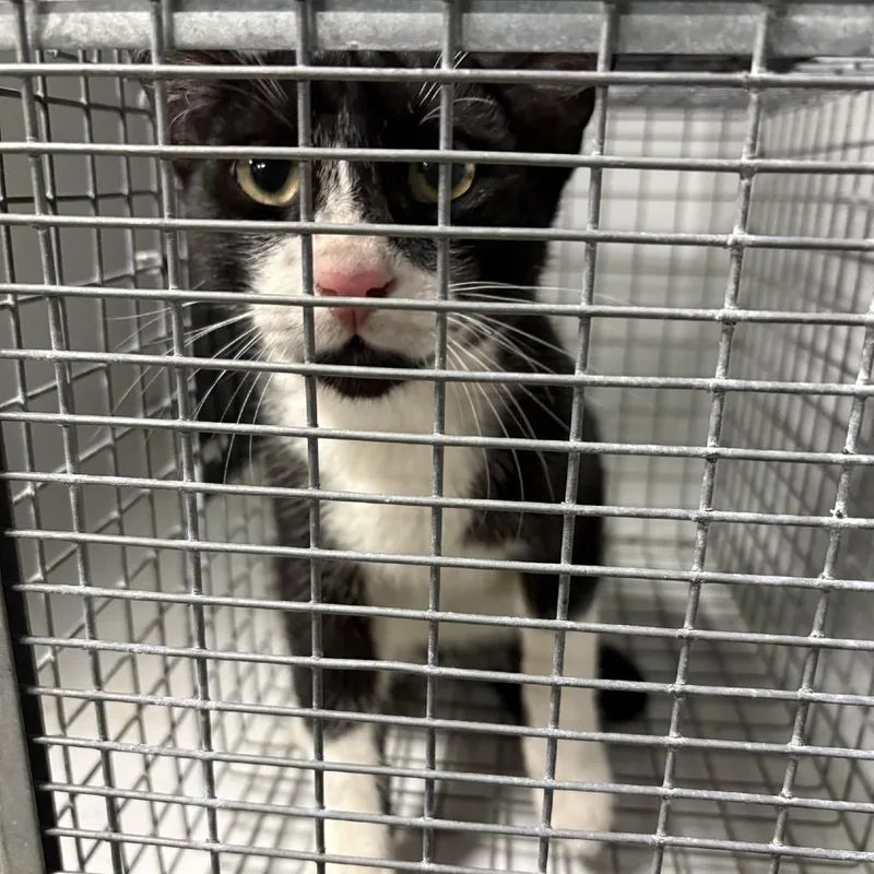 An adult medium-sized male Black & White / Tuxedo Domestic Short Hair cat named Mark for adoption in Leander, TX
