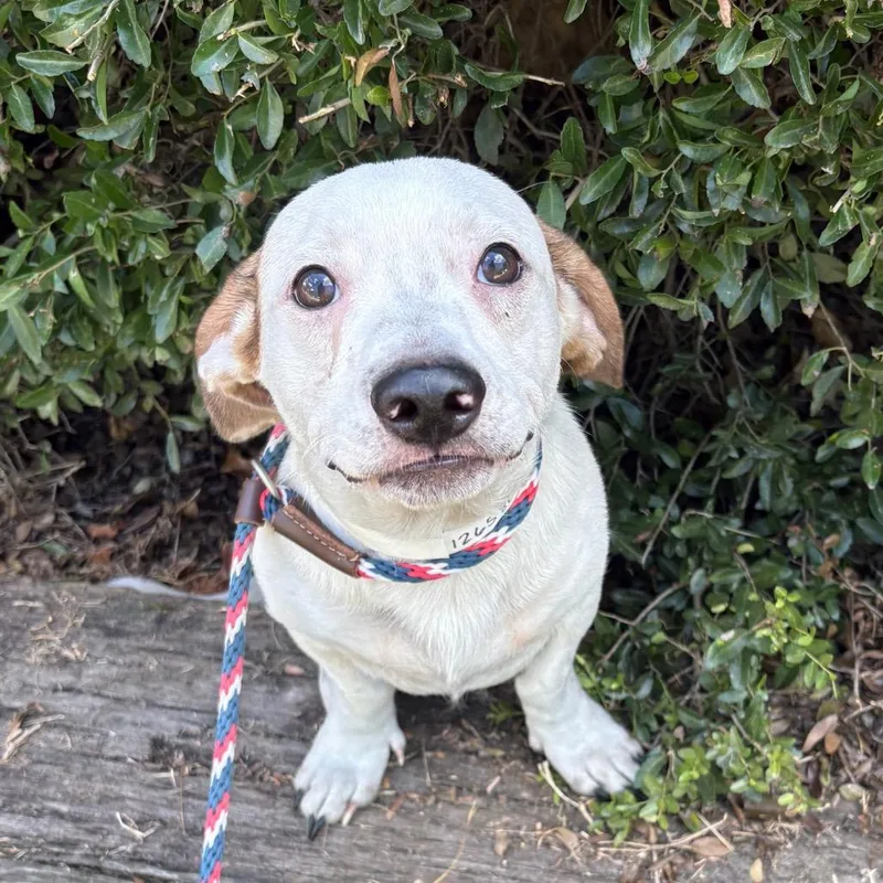 A young medium-sized male Terrier dog named Toby Keith for adoption in Birmingham, AL