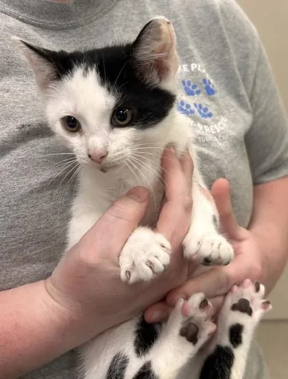 A baby small-sized male Domestic Short Hair cat named Root for adoption in Fishers, IN