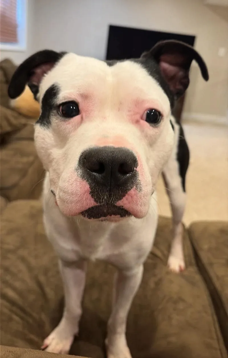 A young medium-sized male Pit Bull Terrier dog named Thanos for adoption in Rockville, MD