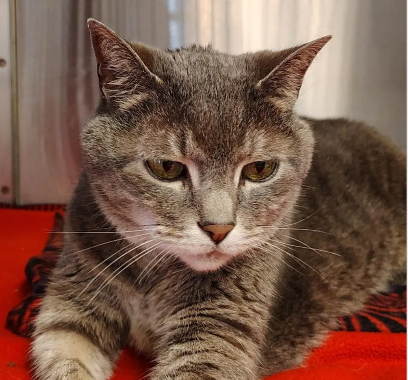 An adult large-sized female Gray & White Domestic Short Hair cat named Roe for adoption in Indiana, PA