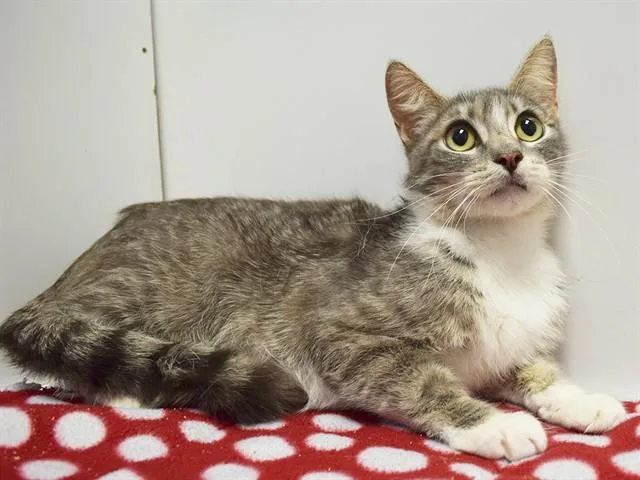 A young medium-sized female Domestic Short Hair cat named Kamilah for adoption in Sacramento, CA