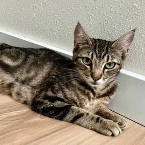 An adult medium-sized female Tabby (Brown / Chocolate) Tabby cat named Butter  Beautiful Bullseye for adoption in Hoquiam, WA