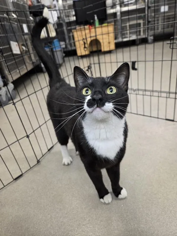 A young medium-sized male Domestic Short Hair cat named Vader for adoption in Millersville, MD
