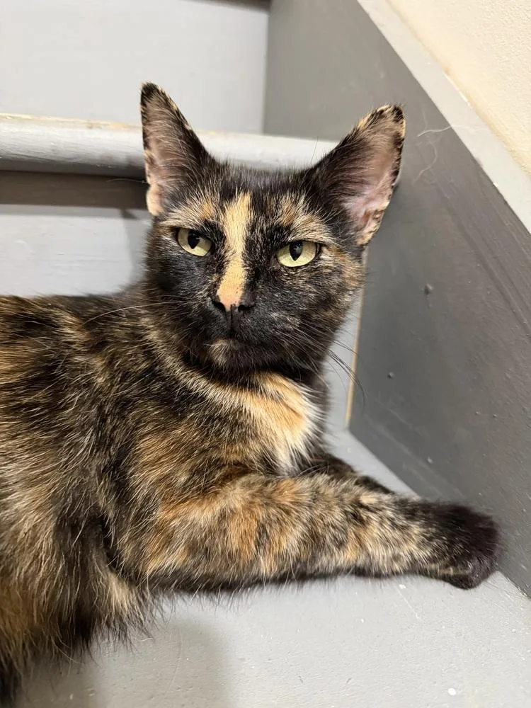 An adult medium-sized female Domestic Short Hair cat named Belle for adoption in Palatine, IL