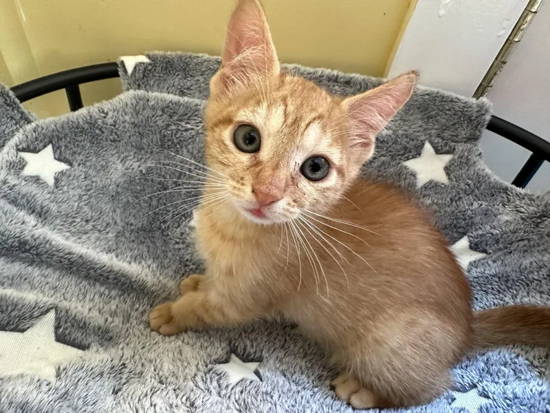 A baby medium-sized male Orange / Red Domestic Short Hair cat named Shortcake S. for adoption in Trenton, NJ