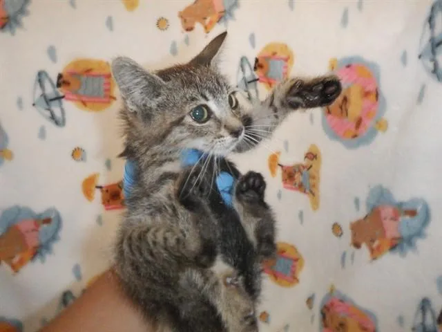 A baby small-sized male Domestic Short Hair cat named Paul for adoption in San Jose, CA