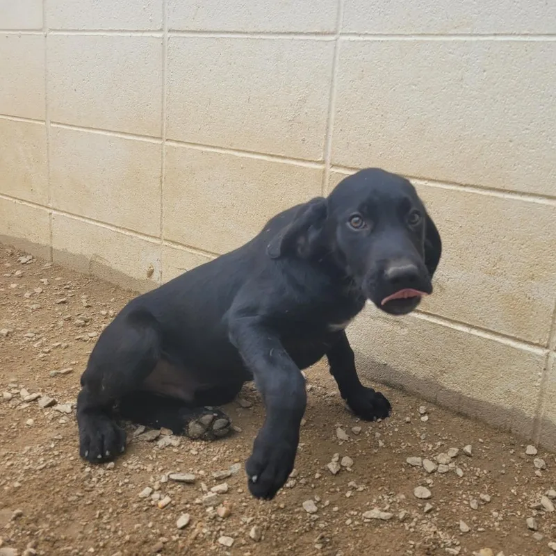 A baby medium-sized male Black Mixed Breed dog named Mash for adoption in LOXAHATCHEE, FL