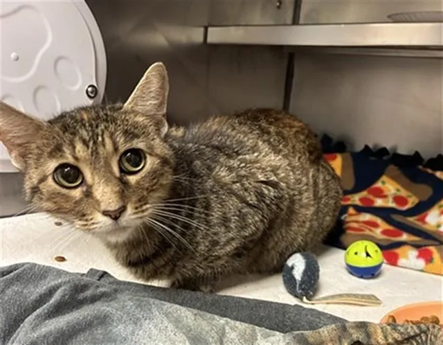 An adult medium-sized female Domestic Short Hair cat named Jindi for adoption in Fort Wayne, IN