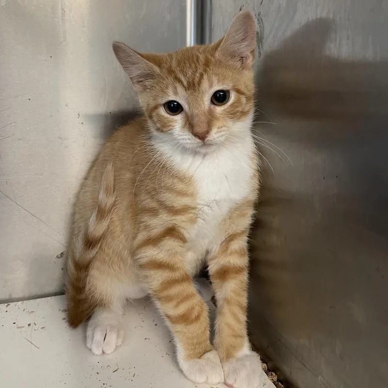 A baby small-sized male Orange / Red Domestic Short Hair cat named Mike for adoption in Wappingers Falls, NY