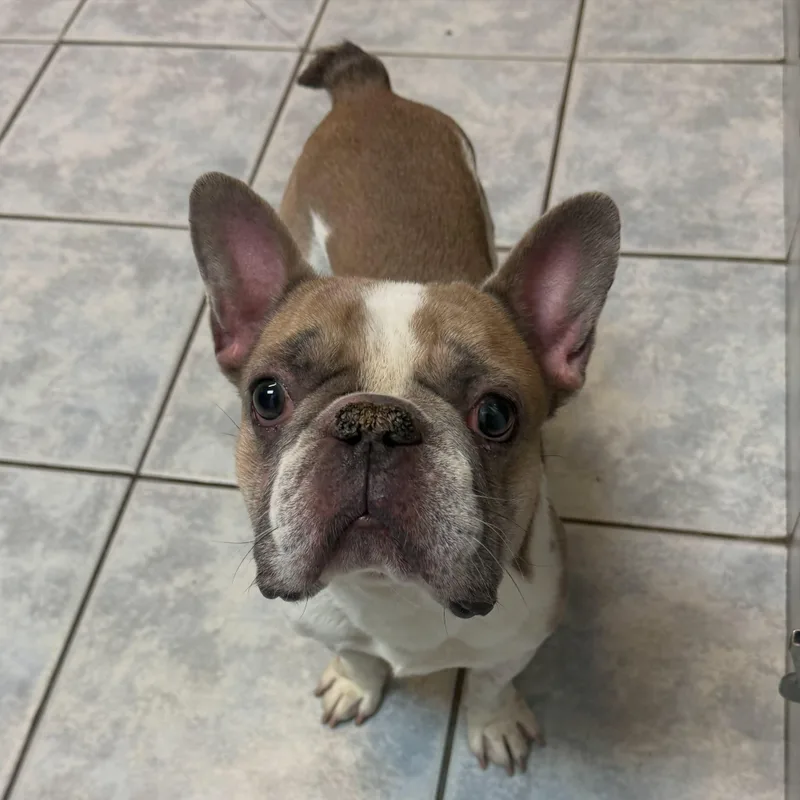 Tito