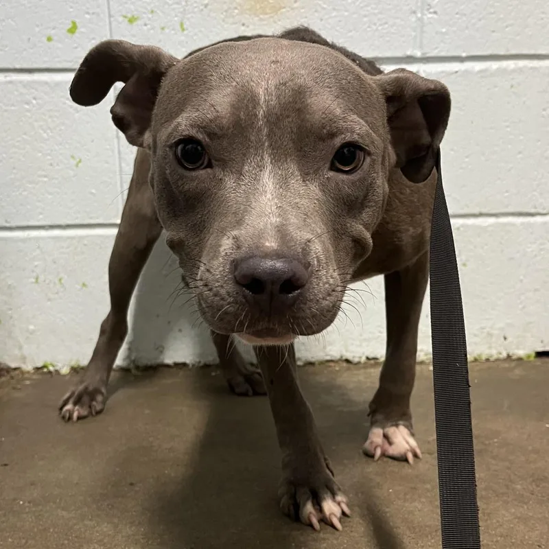 A young medium-sized male Gray / Blue / Silver Pit Bull Terrier dog named Humphrey for adoption in Beaumont, TX