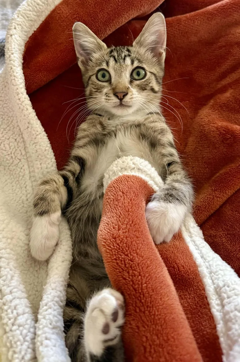 Teddy Bear