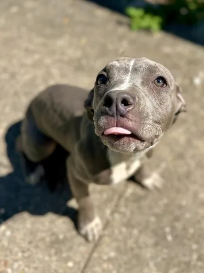 A baby small-sized male Pit Bull Terrier dog named Titus for adoption in New Orleans, LA