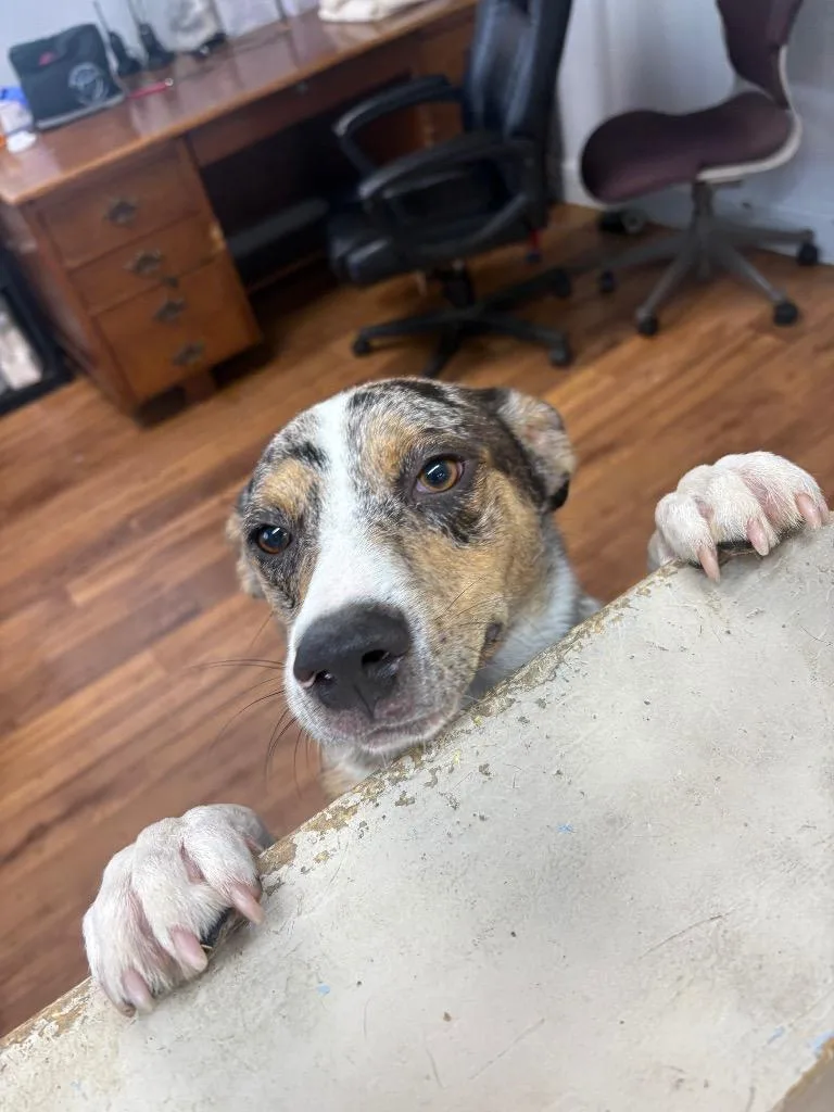 A young medium-sized male Australian Shepherd dog named Hovis for adoption in Fayetteville, TN