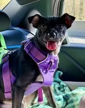A young small-sized male Black Chihuahua dog named Honor for adoption in Covington, WA