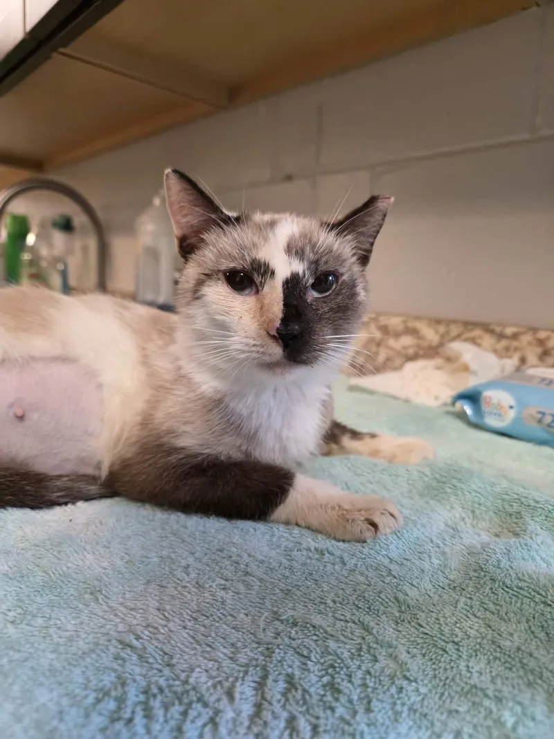 An adult medium-sized female Siamese cat named Susan for adoption in Umatilla, FL