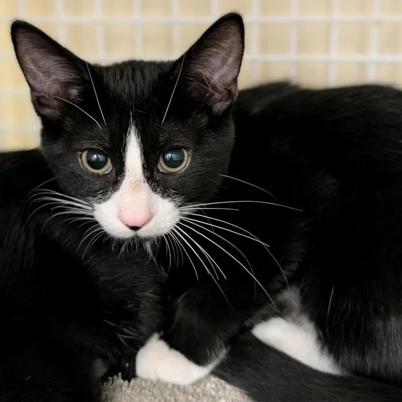 A baby small-sized male Black Domestic Short Hair cat named Focaccia for adoption in Hamburg, NY