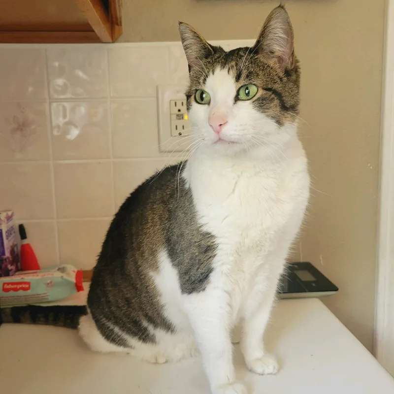 An adult medium-sized female Domestic Short Hair cat named Sadie for adoption in Pocatello, ID