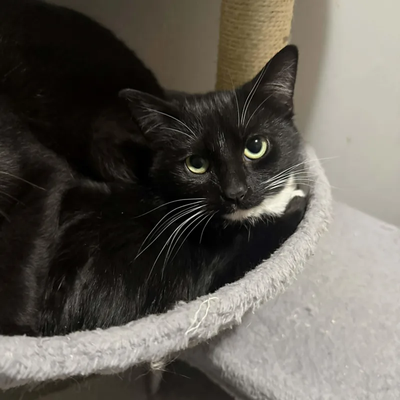 Georgette thumbnail 2