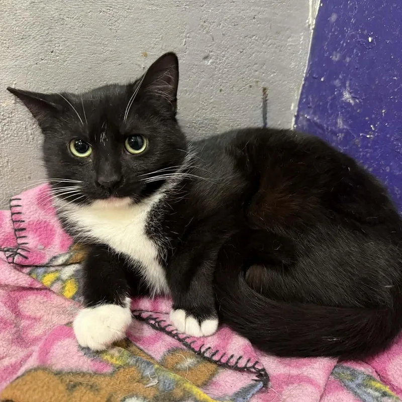 Georgette thumbnail 3