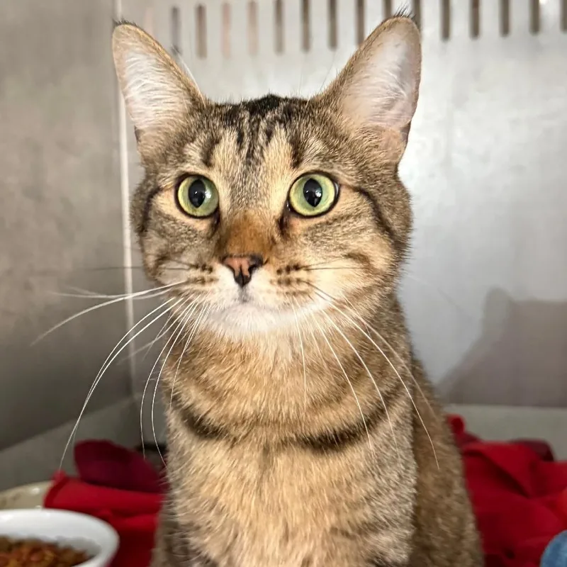 An adult medium-sized male Tabby (Brown / Chocolate) Domestic Short Hair cat named Louie for adoption in Gresham, WI