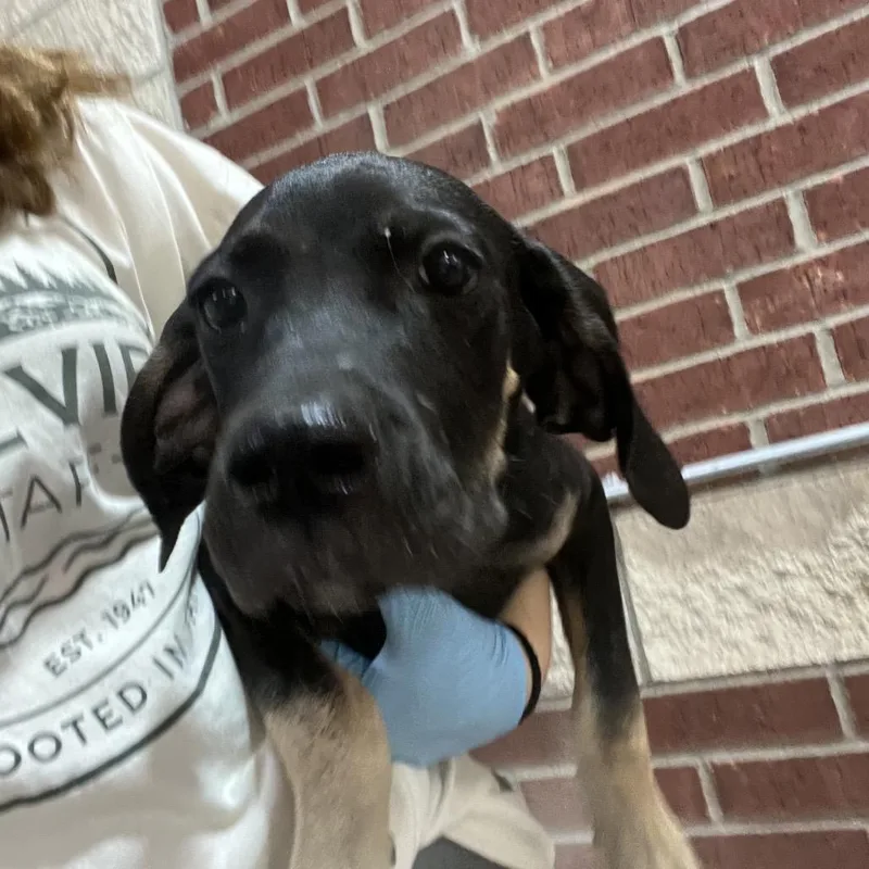A baby medium-sized female Black Cane Corso dog named Camilla for adoption in Palestine, TX