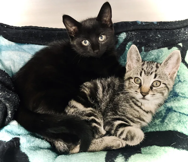 A baby medium-sized male Domestic Short Hair cat named Fred and Wilma for adoption in Monson, MA
