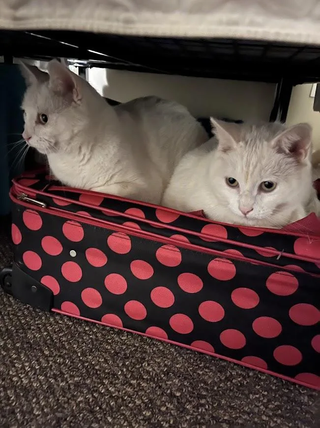 Pip & Squeak thumbnail 2