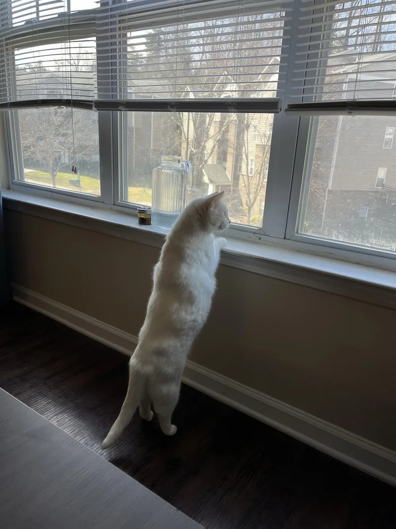 Pip & Squeak thumbnail 3