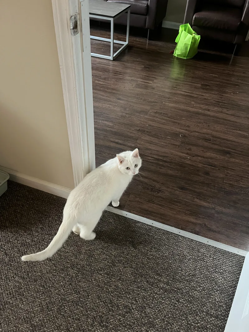 Pip & Squeak thumbnail 4