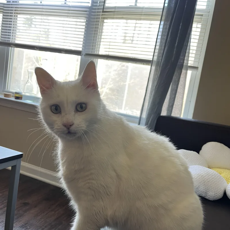 Pip & Squeak thumbnail 6