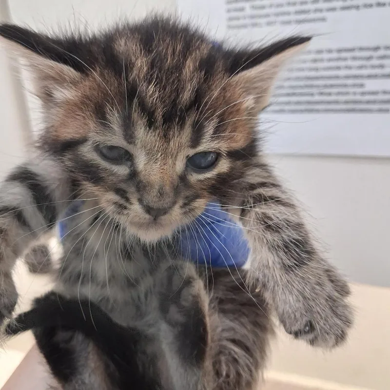 A baby small-sized male Brown / Chocolate Domestic Short Hair cat named Water for adoption in Auburn, AL
