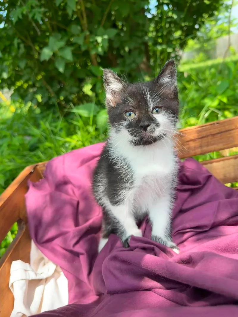 A baby medium-sized female Black Domestic Short Hair cat named Blossom for adoption in Hanover, PA