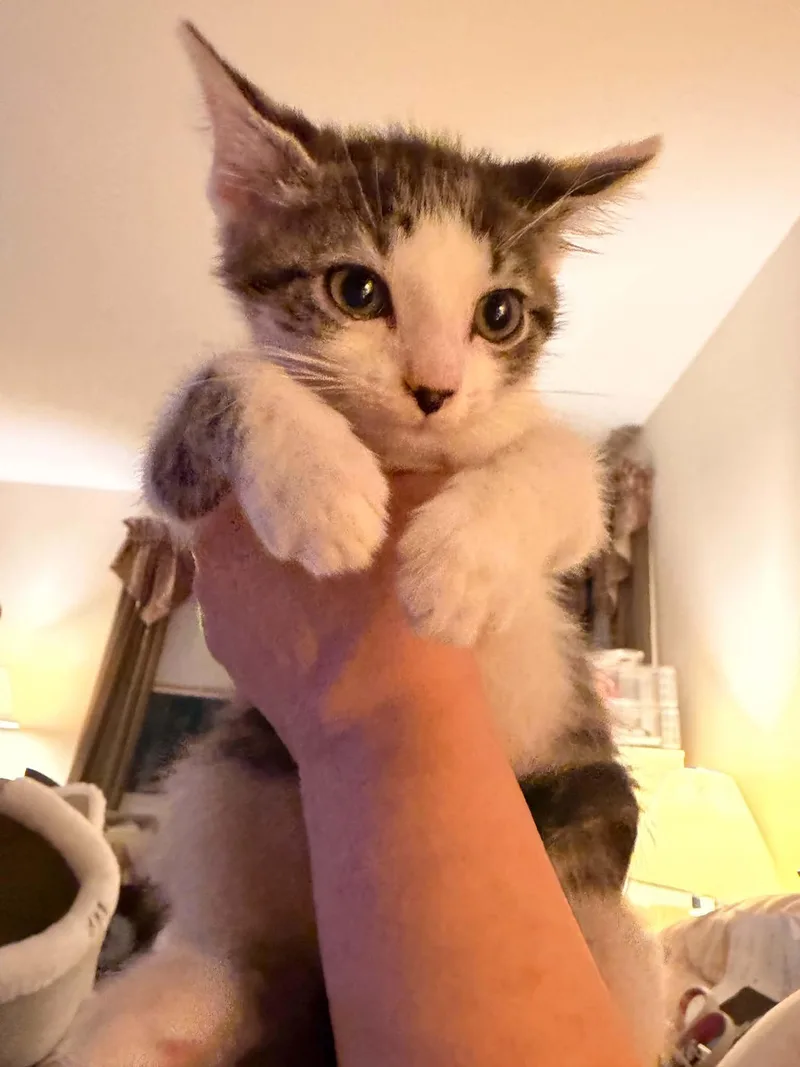 A baby medium-sized male Domestic Short Hair cat named Larry for adoption in Holbrook, NY