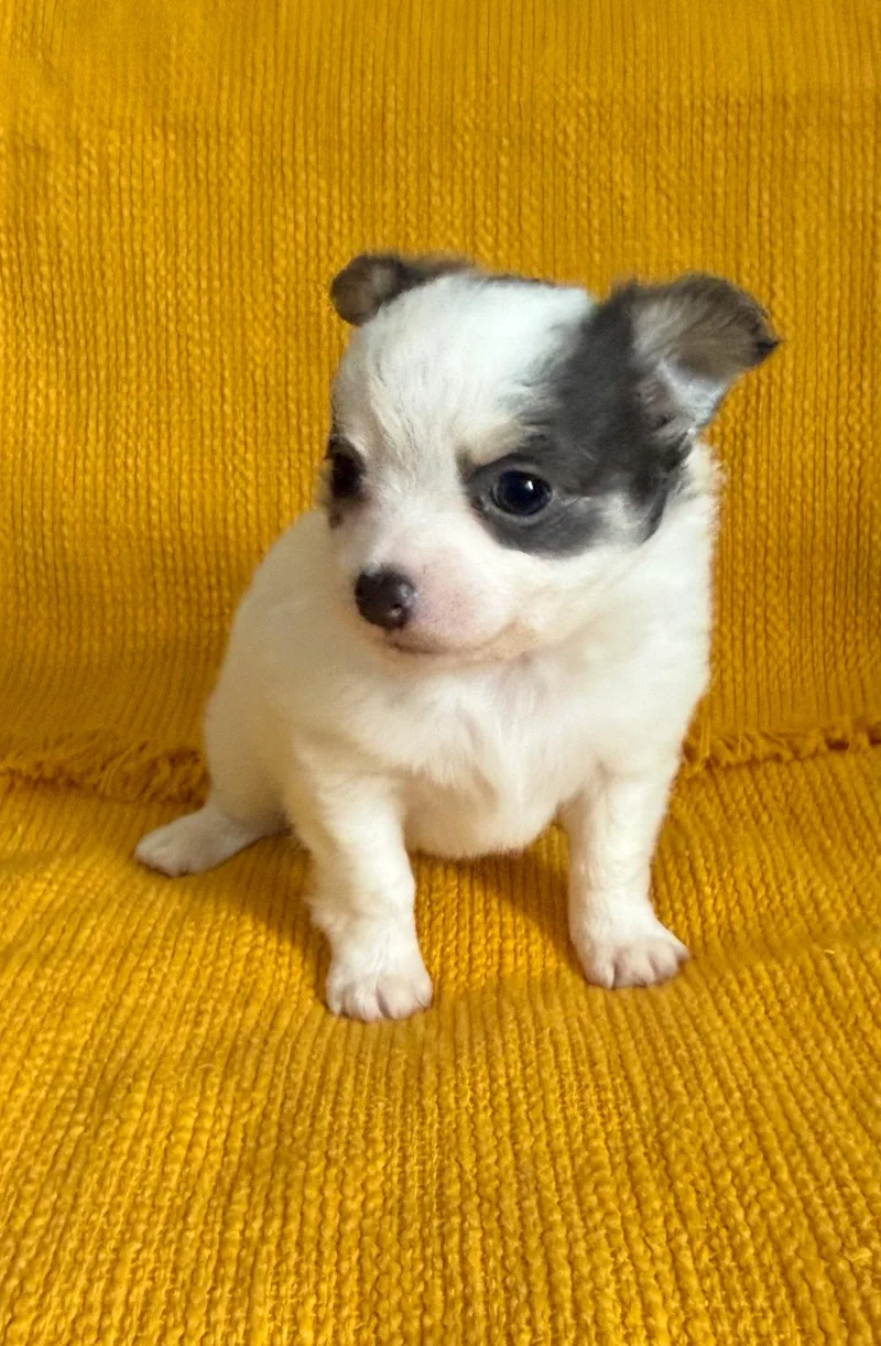 A baby small-sized male Chihuahua dog named Buzz for adoption in Grafton, WI