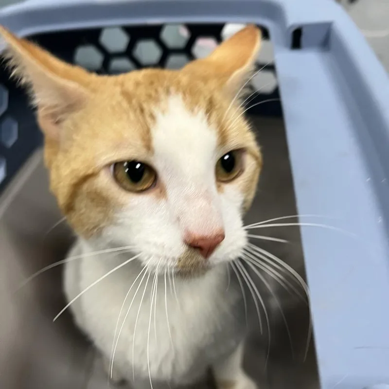 An adult medium-sized male White Domestic Short Hair cat named Oak for adoption in Greensboro, NC