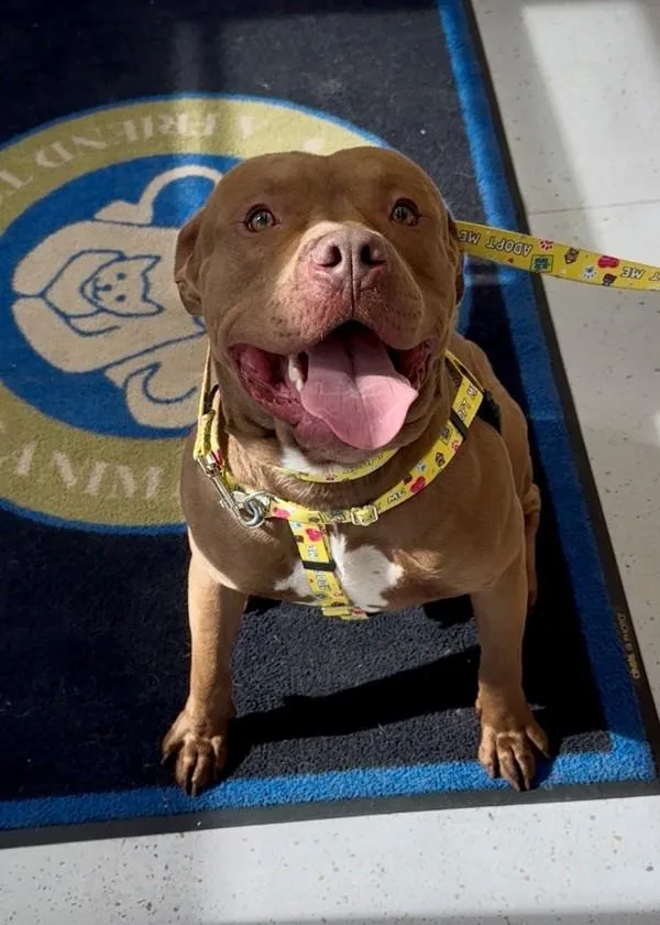 A young large-sized male Pit Bull Terrier dog named Chonk for adoption in Skillman, NJ